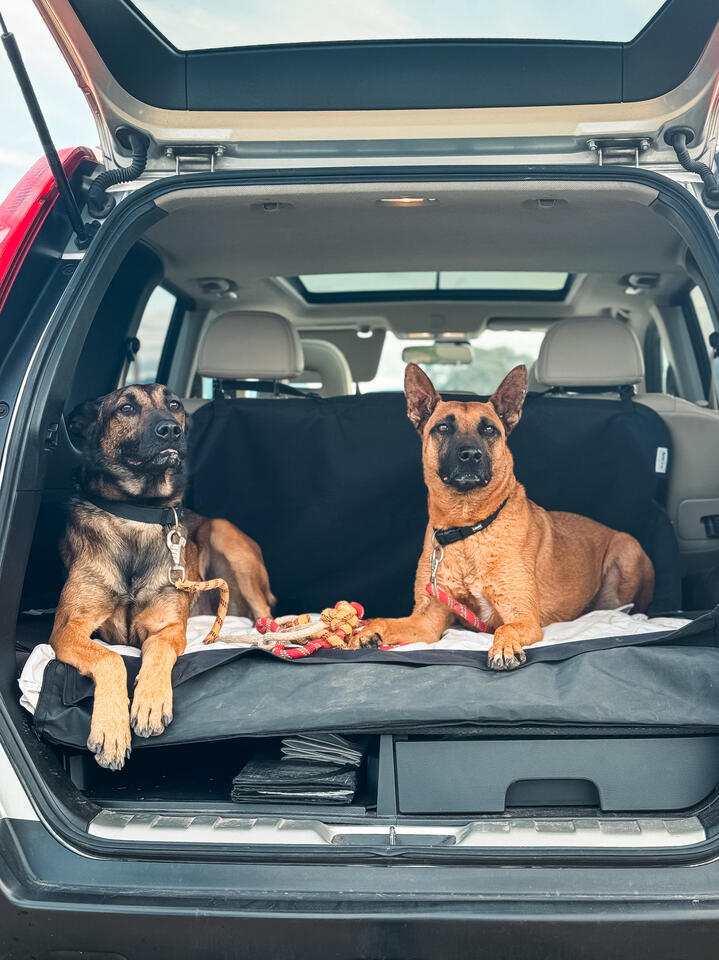 transport chiens transport chiens