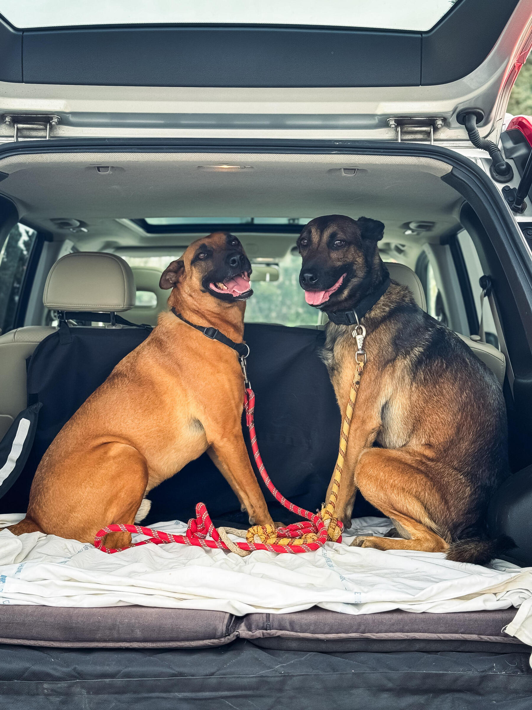 Transport chiens